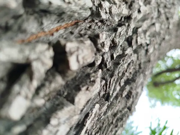 Eski yosunlu taş işçiliği. Yeşil bitkiler ve filizlenmiş çimlerle kaplı büyük bir duvar.