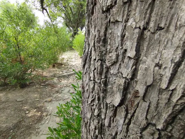 Eski yosunlu taş işçiliği. Yeşil bitkiler ve filizlenmiş çimlerle kaplı büyük bir duvar.