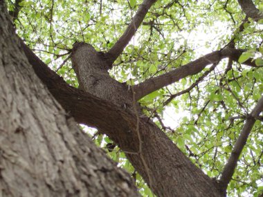 Eski yosunlu taş işçiliği. Yeşil bitkiler ve filizlenmiş çimlerle kaplı büyük bir duvar.