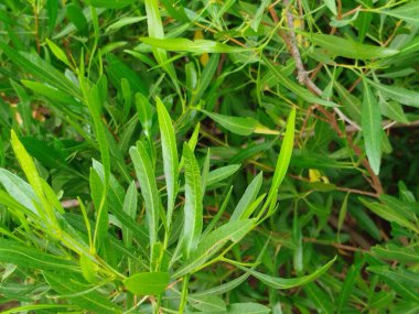 Eski yosunlu taş işçiliği. Yeşil bitkiler ve filizlenmiş çimlerle kaplı büyük bir duvar.