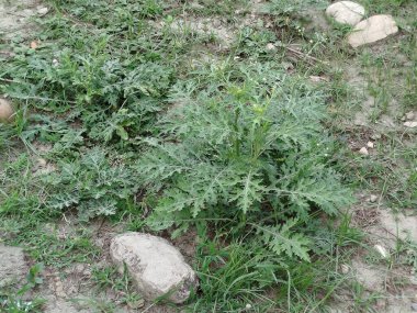 Eski yosunlu taş işçiliği. Yeşil bitkiler ve filizlenmiş çimlerle kaplı büyük bir duvar.