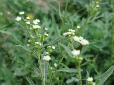 Eski yosunlu taş işçiliği. Yeşil bitkiler ve filizlenmiş çimlerle kaplı büyük bir duvar.