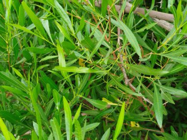 Eski yosunlu taş işçiliği. Yeşil bitkiler ve filizlenmiş çimlerle kaplı büyük bir duvar.