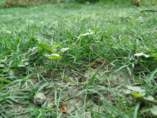 Eski yosunlu taş işçiliği. Yeşil bitkiler ve filizlenmiş çimlerle kaplı büyük bir duvar.