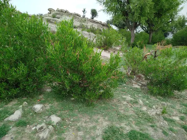 Eski yosunlu taş işçiliği. Yeşil bitkiler ve filizlenmiş çimlerle kaplı büyük bir duvar.