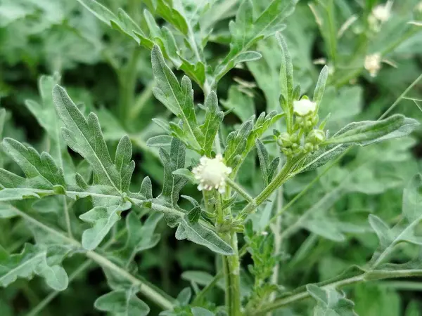 Eski yosunlu taş işçiliği. Yeşil bitkiler ve filizlenmiş çimlerle kaplı büyük bir duvar.