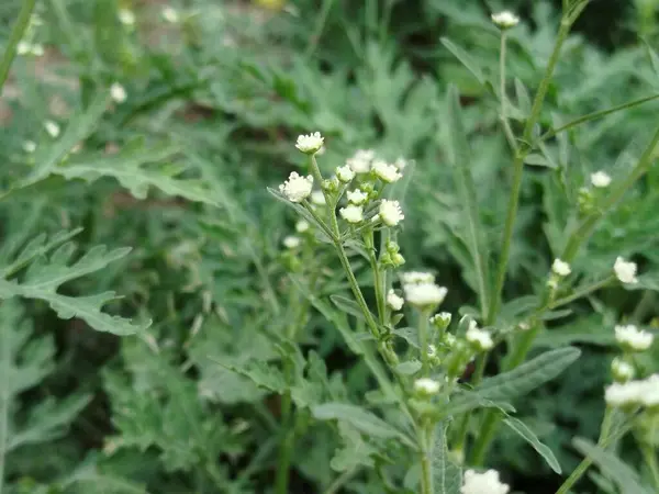 Eski yosunlu taş işçiliği. Yeşil bitkiler ve filizlenmiş çimlerle kaplı büyük bir duvar.