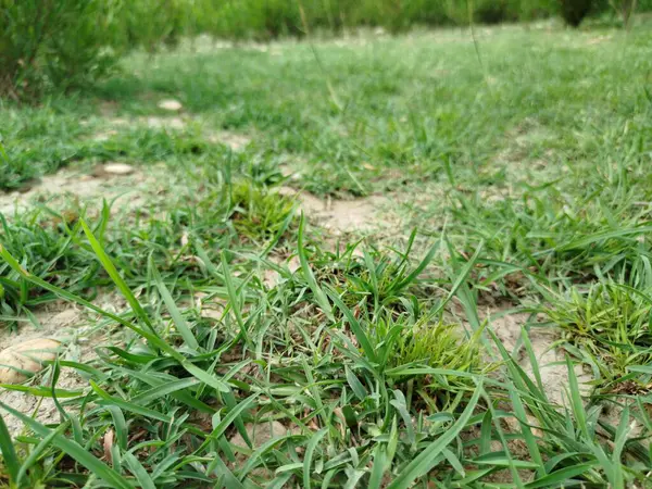 Eski yosunlu taş işçiliği. Yeşil bitkiler ve filizlenmiş çimlerle kaplı büyük bir duvar.