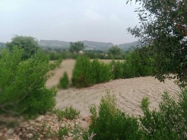 Sonbaharda parktaki ağaçlar mavi gökyüzüne karşı büyük ağacın yemyeşil dallarına bakıyor.