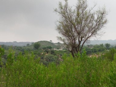 Sonbaharda parktaki ağaçlar mavi gökyüzüne karşı büyük ağacın yemyeşil dallarına bakıyor.