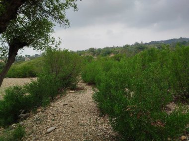 Sonbaharda parktaki ağaçlar mavi gökyüzüne karşı büyük ağacın yemyeşil dallarına bakıyor.