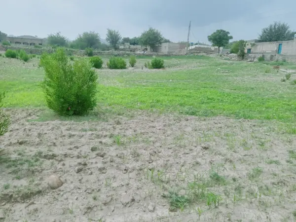 Sonbaharda parktaki ağaçlar mavi gökyüzüne karşı büyük ağacın yemyeşil dallarına bakıyor.