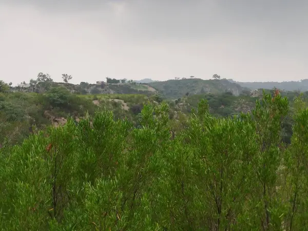 Sonbaharda parktaki ağaçlar mavi gökyüzüne karşı büyük ağacın yemyeşil dallarına bakıyor.