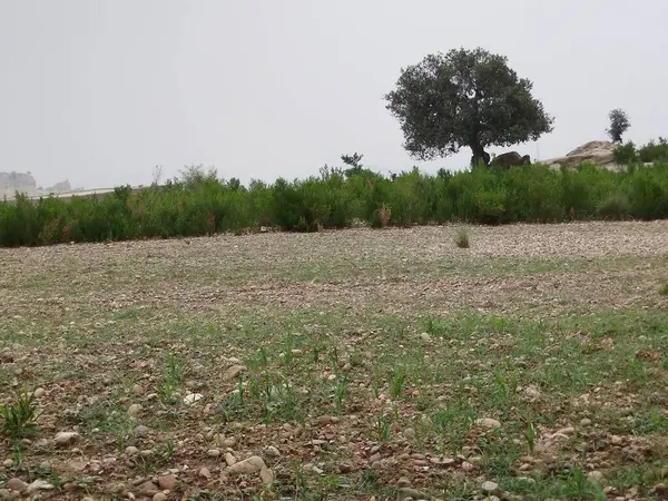 Sonbaharda parktaki ağaçlar mavi gökyüzüne karşı büyük ağacın yemyeşil dallarına bakıyor.