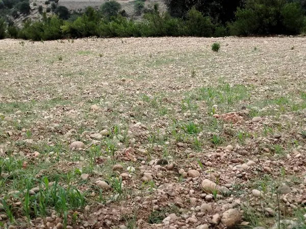 Sonbaharda parktaki ağaçlar mavi gökyüzüne karşı büyük ağacın yemyeşil dallarına bakıyor.