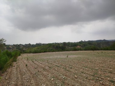 Sonbaharda parktaki ağaçlar mavi gökyüzüne karşı büyük ağacın yemyeşil dallarına bakıyor.