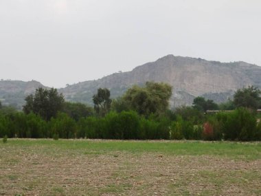 Sonbaharda parktaki ağaçlar mavi gökyüzüne karşı büyük ağacın yemyeşil dallarına bakıyor.