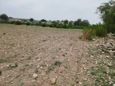Sonbaharda parktaki ağaçlar mavi gökyüzüne karşı büyük ağacın yemyeşil dallarına bakıyor.