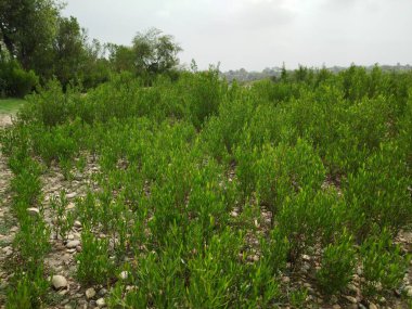 Sonbaharda parktaki ağaçlar mavi gökyüzüne karşı büyük ağacın yemyeşil dallarına bakıyor.