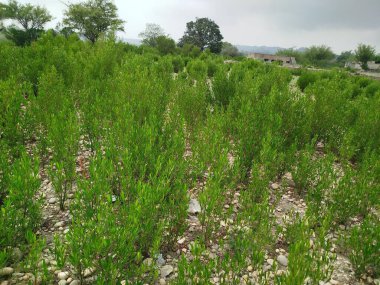 Sonbaharda parktaki ağaçlar mavi gökyüzüne karşı büyük ağacın yemyeşil dallarına bakıyor.