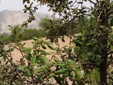 Sonbaharda parktaki ağaçlar mavi gökyüzüne karşı büyük ağacın yemyeşil dallarına bakıyor.