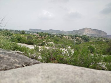Sonbaharda parktaki ağaçlar mavi gökyüzüne karşı büyük ağacın yemyeşil dallarına bakıyor.
