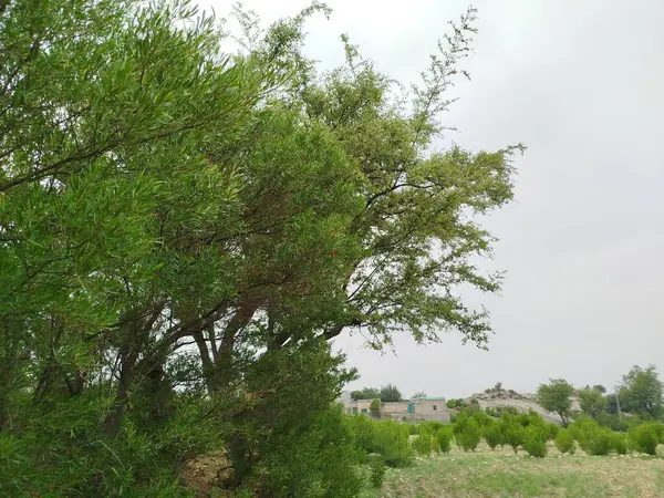 Sonbaharda parktaki ağaçlar mavi gökyüzüne karşı büyük ağacın yemyeşil dallarına bakıyor.