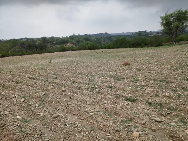 Sonbaharda parktaki ağaçlar mavi gökyüzüne karşı büyük ağacın yemyeşil dallarına bakıyor.