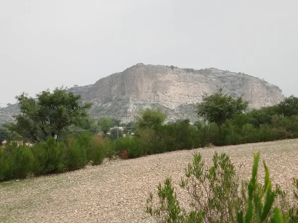 Sonbaharda parktaki ağaçlar mavi gökyüzüne karşı büyük ağacın yemyeşil dallarına bakıyor.