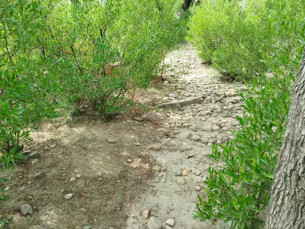 Sonbaharda parktaki ağaçlar mavi gökyüzüne karşı büyük ağacın yemyeşil dallarına bakıyor.