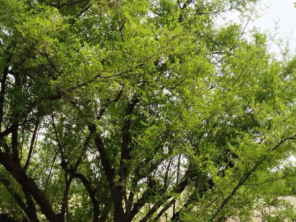 Sonbaharda parktaki ağaçlar mavi gökyüzüne karşı büyük ağacın yemyeşil dallarına bakıyor.
