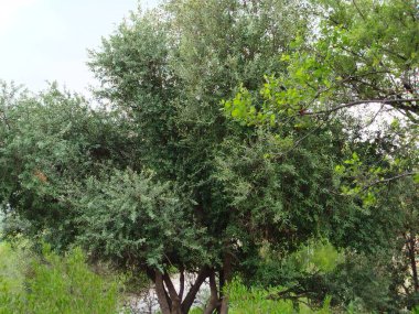 Sonbaharda parktaki ağaçlar mavi gökyüzüne karşı büyük ağacın yemyeşil dallarına bakıyor.