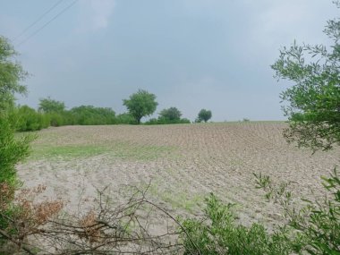 Sonbaharda parktaki ağaçlar mavi gökyüzüne karşı büyük ağacın yemyeşil dallarına bakıyor.