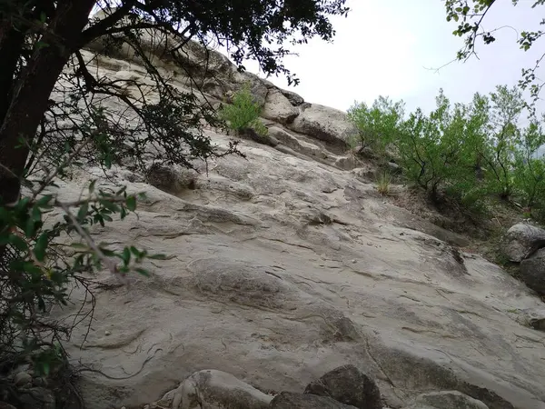 Sonbaharda parktaki ağaçlar mavi gökyüzüne karşı büyük ağacın yemyeşil dallarına bakıyor.