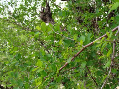 Üzüm Yeşili Yaprakları