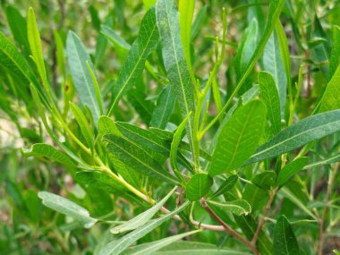 Üzüm Yeşili Yaprakları