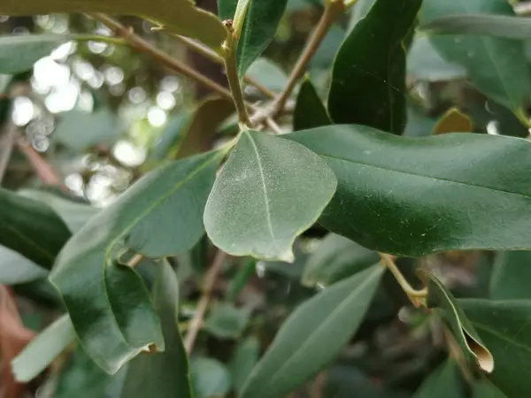 Üzüm Yeşili Yaprakları