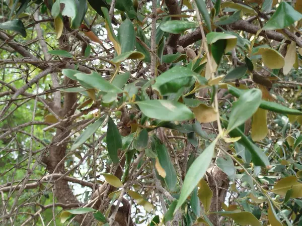 Üzüm Yeşili Yaprakları