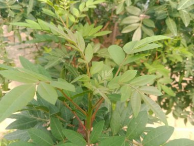 Üzüm Yeşili Yaprakları