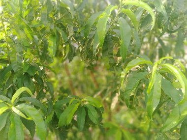 Üzüm Yeşili Yaprakları