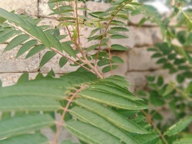 Üzüm Yeşili Yaprakları