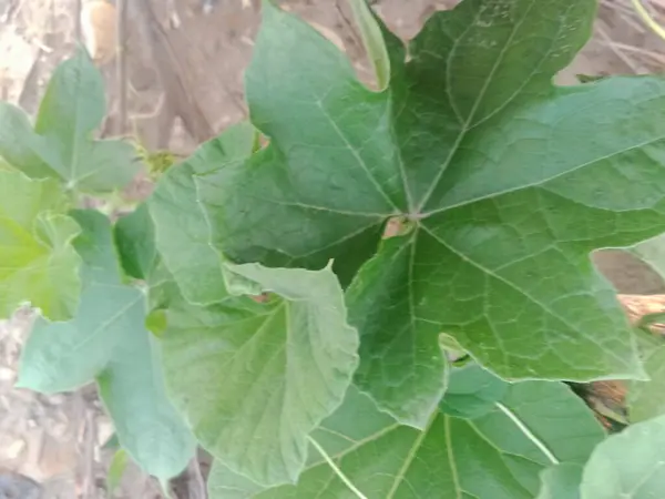 Üzüm Yeşili Yaprakları