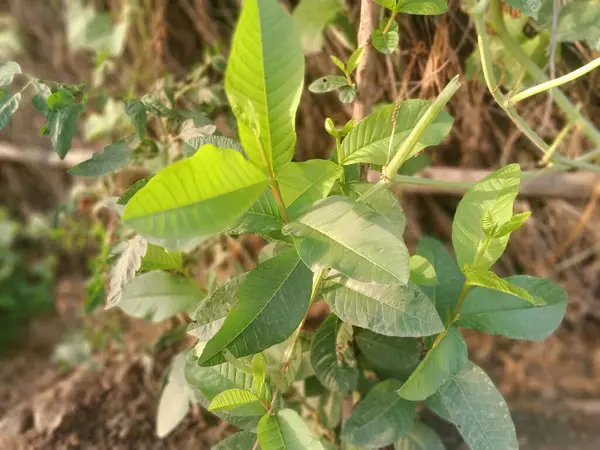 Üzüm Yeşili Yaprakları