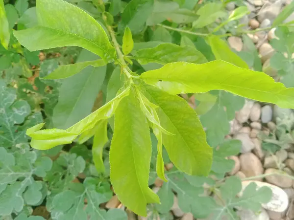 Üzüm Yeşili Yaprakları