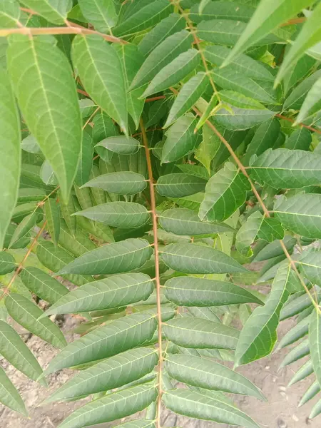 Üzüm Yeşili Yaprakları