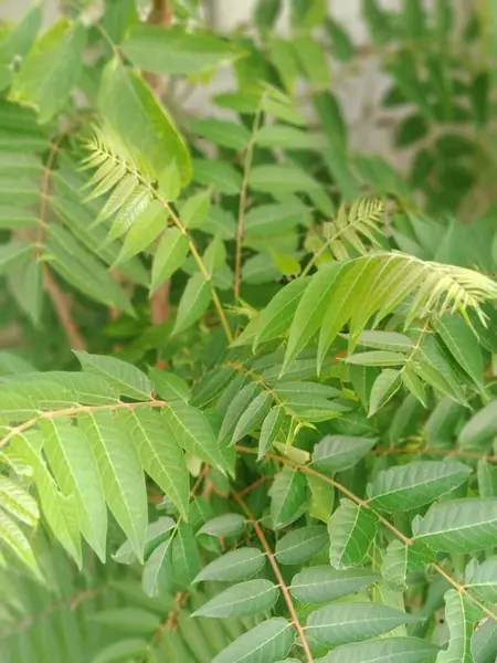 Üzüm Yeşili Yaprakları