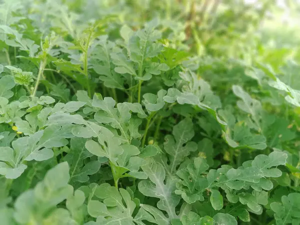 Taşlar ve taş basamaklar yemyeşil çimenlerin arasında