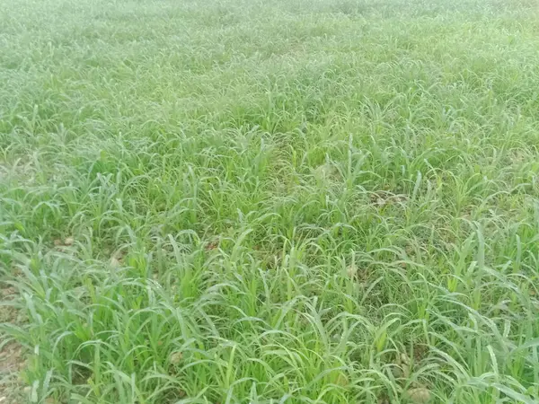 Taşlar ve taş basamaklar yemyeşil çimenlerin arasında