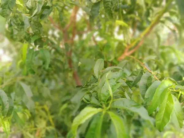 Doğal yeşil şeftali ağacı yaprakları.