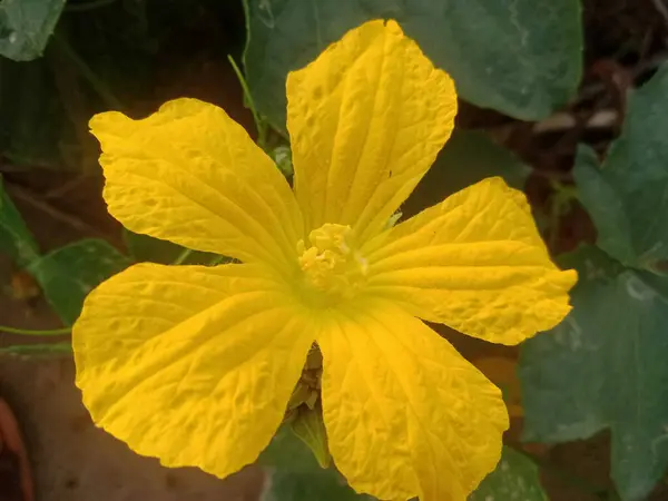  Bahçede kabak bitkisi yetişiyor.